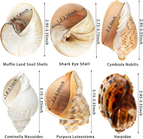 6PCS Large Hermit Crab Shells | Natural Sea Conch Size 3" - 3.5", Opening Size 1.5" - 2.5" | Turbo Seashells for Hermit Crab Supplies and Beach De...