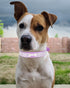 Bling Dog Collar for Small Medium Large Dogs, Crown Rhinestone Dog Collars for Girl and boy Dog, Diamond Puppy Collars, Adjustable Leather Suede S...
