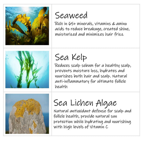 Saltie Sea Kelp Daily Hair Conditioner I Nourish with Sea Weed, Kelp & Algae I Lightweight, detangle, repair split ends, adds shine for radiant ha...