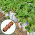 35-Pack Drip Irrigation Barbed Coupling Fittings, Barbed Connectors(17mm) Fit 1/2''(.600 ID) Drip Tubing,Sprinkler Tubing Connector for Drip Irrig...