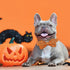 Halloween Dog Collar, Pet Collar Dog Bow Pumpkin Dog Collar Girl Boy Holiday Pet Dog Collar Gift Bow Dog Collar Cute Soft Puppy Collar for Large D...