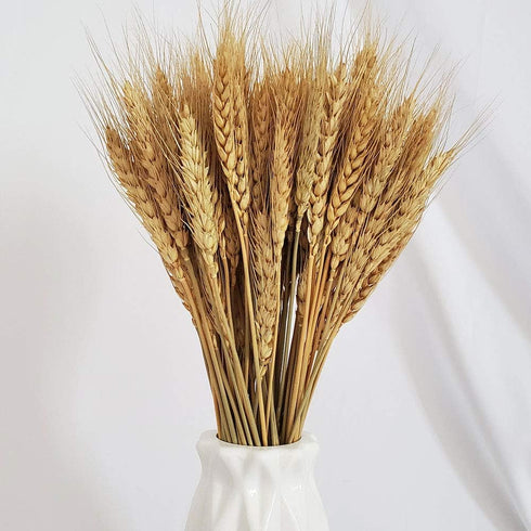 Wheat Stalks, 100Pcs Natural Ear of Wheat Grain Flowers for Home Dining Table Arrangement Flower Art Wedding Decoration...