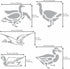 Aleks Melnyk No.477 Metal Stencil, Geese, Ducks, Poultry Farm, Birds, Animals, Canada Goose, Small Stencil, 1 PC, Template for Wood Burning, Engra...