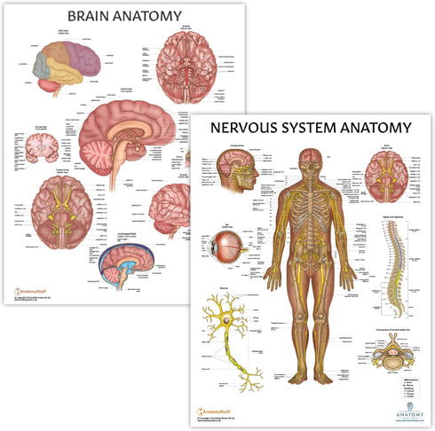 2 PACK Nervous System and Brain Anatomy Poster Set, LAMINATED, Anatomy and Physiology, 17.3 x 22.5 Inches, Body System Diagram, Anatomical Charts ...