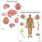 2 PACK Nervous System and Brain Anatomy Poster Set, LAMINATED, Anatomy and Physiology, 17.3 x 22.5 Inches, Body System Diagram, Anatomical Charts ...