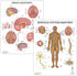 2 PACK Nervous System and Brain Anatomy Poster Set, LAMINATED, Anatomy and Physiology, 17.3 x 22.5 Inches, Body System Diagram, Anatomical Charts ...