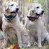 Replacement Collar for Shock Training Bark Collar,Dog Shock Collars Replacement, Nylon Replacement Collar Strap for E Collar Wireless Dog Fence Re...