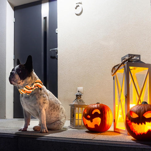 Elegant little tail Dog Collar, Fall Dog Collar Orange Stripe Holiday Pet Collar Dog Halloween Dog Bow Collar Pet Durable Adjustable Girl Boy Dog ...