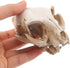 Amosfun Halloween Animal Scary Skeleton Props Resin Cat Skull Model Figurine Aquarium Fish Tank Landscape Decorations...