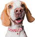Dog Collar,Personalized Adjustable Cute Puppy Collars for Girl Female Boy Dogs Strawberry Patterned Design,Soft Pet Collar with Safe Buckle for Sm...
