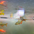 Aquarium Feeder Frozen Blood Worm Boat for Fish Tank Aquarium Feeding (White)...