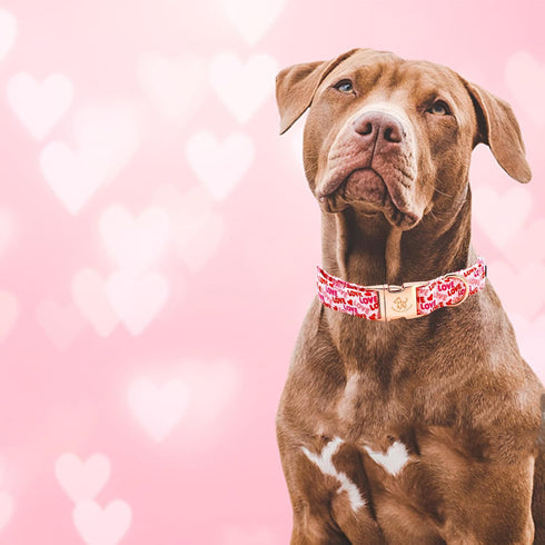 Elegant little tail Valentine's Day Dog Collar, Valentine's Day Dog Collar Pet Collar, Pink Heart Dog Collar Cute Girl or Boy Dog Collar Puppy Pet...