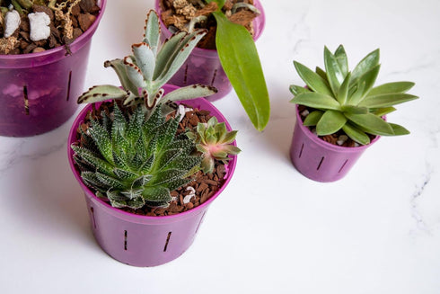 rePotme Orchid Pot - 6 inch Slotted Clear Orchid Pots - 3 Pack (Crystal Clear)...