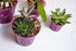 rePotme Orchid Pot - 6 inch Slotted Clear Orchid Pots - 3 Pack (Crystal Clear)...