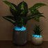 Glow in The Dark Gravel, Fluorescent Glow in The Dark Rocks Decorations Fish Tank Rocks Decorative Aquarium Gravel Stones for Garden Room Planter ...