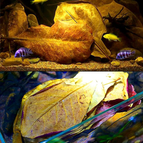 100 Pcs Large Catappa for Fish,5-8 Inch 250g Indian Almond Leaves Creates Native Environment,Catappa Leaves Beta Fish Leaf for Aquarium Shrimp Tan...