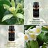 BURIBURI Vanilla Oil Jasmine, Vetiver and Eucalyptus Essential Oil Set, 100% Pure 4Pcs Essential Oils Gift Set for Diffusers...