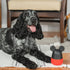 Harry Barker Mickey Dog Toys, Dog Balls, Dog Treater...