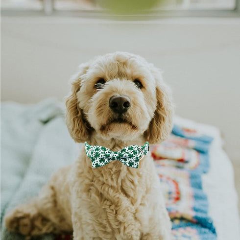 MR. CHUBBYFACE St.Patrick's Day Dog Collar Green Clovers Adjustable Dog Collar Bow Tie for Small Medium Large Dogs...