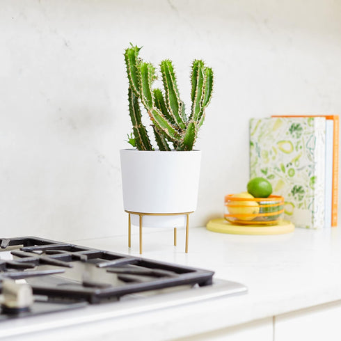 Bloem Hopson Round Planter with Gold Metal Stand: 6" - Casper White - Durable Plastic Pot, Powder Coated Removable Stand, for Indoor and Outdoor U...