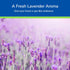 Earth's Care Lavender Oil Pure Steam Distilled 100% Lavender Essential Oil for Diffuser and Aromatherapy...