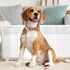 Dog Collars with Bow Tie Colorful Geometry Patterns, Small Puppy Dog Collars with Bow, Adjustable Dog Collar for XS Small Medium Large Dog (Colorf...