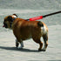 Funny Dog Leash Sleeve Stay Back Please Maintain 6 Ft Dog Leash Wrap Wrap Alert Hanging ID Patch Tag Pet Birthday Gift(Maintain 6 FT-Sleeve)...