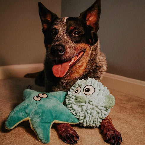 SmartPetLove Tender-Tuffs Easy Grab - Small Squeaky Soft Plush Starfish Dog Toy - Great for Puppies and Adult Dogs...