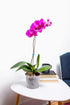 rePotme 4 inch Orchid Pot 3 Pack - Slotted Orchid Pots with Holes for Repotting (Crystal Clear)...
