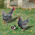 HOMSFOU 1 Set Chicken Yard Art Acrylic Decorative Garden Stakes Acrylic Hen Sculpture Animal Lawn Ornament for Patio Lawns Backyard Garden Decor...