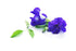 Wild Hibiscus Blue-Tee 100% Pure Butterfly Pea Flower Tea - 1.1 oz...