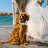 Dog Wedding Flower Collar with Pearls Beaded Leash,Elegant Dog Flower Headband,Dog Wedding Attire Wreath Bow,Pet Photo Prop (Large)...