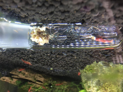 Planaria Trap Leech Trap Flatworm Trap 3 Holes Leeches Catcher Glass Tube for Aquarium Shrimp Tank 2 Pieces...