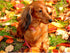 Zimal 5D DIY Diamond Painting Animal Dachshund Dog 100% Cover Round Diamond Embroidery Cross Stitch Paintings by Number 11.8 x 15.8 Inch...