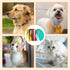 5 Pcs Pet Knotting Comb Set for Cats and Dogs, Effective Hair Detangler & Remover Grooming Tool, Knot Removing Comb for Knotted Fur, Tangles and M...