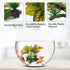 WishLotus Aquarium Plant Decoration, Plastic Artificial Plant Reptile Fish Tank Landscaping Water Plants Decoration with Sturdy Resin Base for Fis...