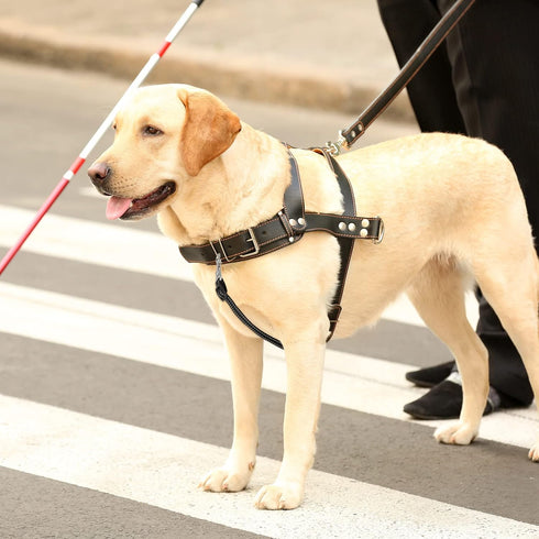 5 Pcs Safety Dog Collar Clips Prong Collar Backup Clips Adjustable Reflective Nylon Dog Collar Harness Connector Metal Double Ended Backup Clasp f...