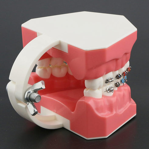 Orthodontic Model Dental Models 1:1 Standard Typodont Teeth Model M7010-2 Demo Teach Study with Archwire Ligature Ties Metal Brackets Buccal Tubes...