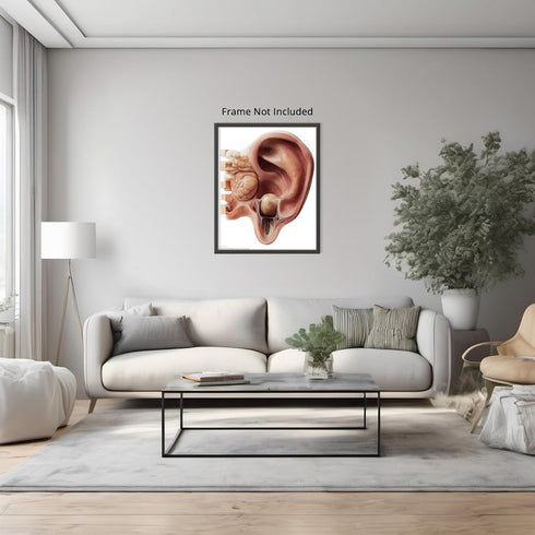 Posterizer 1 pcs-artistic anatomical illustration of the human ear-Teachers & Classrooms-Abstract & Modern Art-School and classroom art- unframed ...