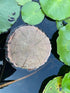 AQUA KT Aquatic Turtle Round Floating Dock Tortoise Bearded Dragon Basking Platform with Suction Cup for Reptile Aquatic Aquarium Decoration...