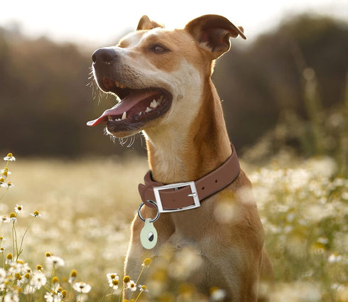Adjustable Dog Collar with Airtag Holder: Durable Dog Collars, Soft Rubber Coated Webbing, Waterproof and Easy to Clean, for Small Medium Large Do...