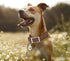 Adjustable Dog Collar with Airtag Holder: Durable Dog Collars, Soft Rubber Coated Webbing, Waterproof and Easy to Clean, for Small Medium Large Do...