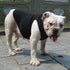 Lovelonglong 2019 Summer Pet Clothing, Dog Clothes Blank T-Shirts Ribbed Tanks Top Thread Vests for Bulldog Pit Bull Dogs 100% Cotton Black XXL...