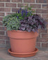 Bloem DC8-00 Dura Cotta Planter, 8", Black...