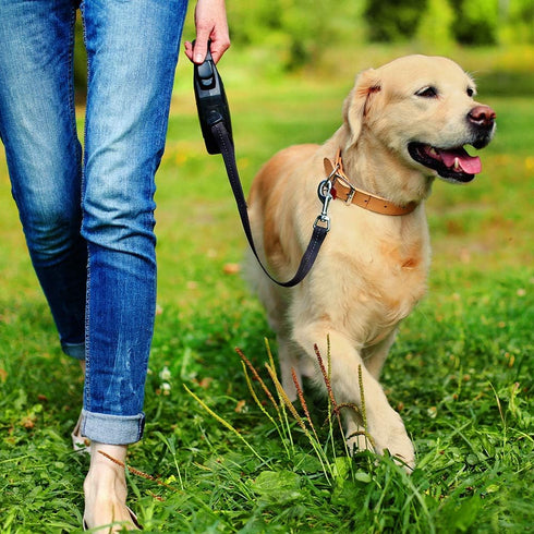 Simple Solution Pee Post Outdoor Potty Training Aid | Pheromone-Infused Yard Stake with GO HERE™ Technology | 13 Inch Stake...
