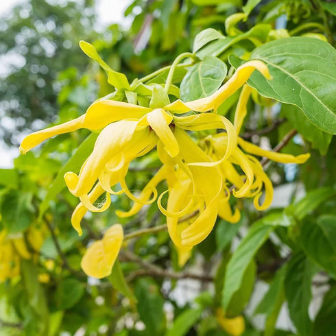 Ylang-Ylang Seeds Cananga Odorata Fragrant Evergreen Attracts Butterflies Hummingbirds & Bees Landscape Garden Border Outdoor 5Pcs Tropical Tree S...