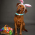 Lionheart glory Easter Dog Collar Colorful Collar for X-Small Dog Collars Easter Egg Print Dog Collars Spring Female or Male Pet Gift Adjustable H...