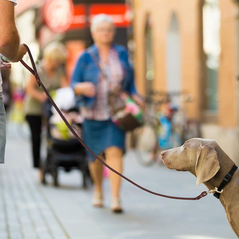 QUMY Leather Dog Leash 6ft, Heavy Duty Dog Training Leash for Large and Medium Dogs, Soft and Strong Genuine Leather Braided Handmade Long Lead Le...