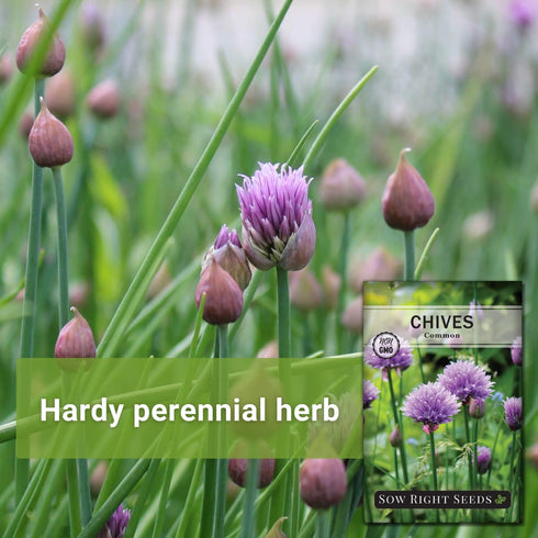 Sow Right Seeds - Common Chives Seed for Planting - Non-GMO Heirloom Packet with Instructions to Plant and Grow Kitchen Herb Garden Indoor or Outd...
