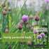 Sow Right Seeds - Common Chives Seed for Planting - Non-GMO Heirloom Packet with Instructions to Plant and Grow Kitchen Herb Garden Indoor or Outd...